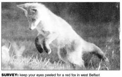 SURVEY: keep your eyes peeled for a red fox in west Belfast