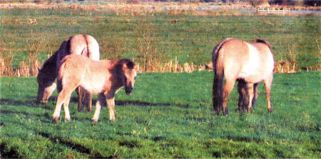 The Konik ponies quickly settled into their new home at Portmore Lough Nature Reserve.