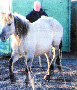 The Konik ponies are released at Portmore Lough.