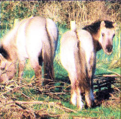 The Konik ponies get used to their new home.