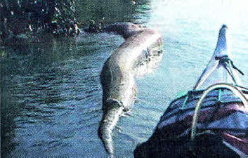 Search for final proof of giant snake