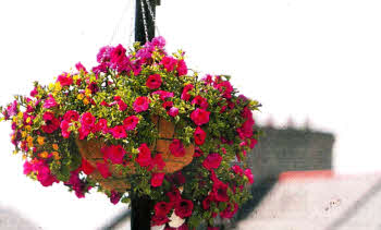 Lisburn's hanging baskets • over 50 have been stolen.