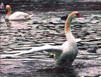 Swans on the Lake at Hillsborough Forest Park. USO411-108A0