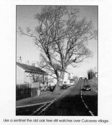 Like a sentinel the old oak tree still watches over Culcavey village