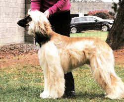 18-month-old Afghan Hound Buffy, Metewand Onlione at Zilbec Ir Jun Ch, will compete at the famous dog show for the first time.
