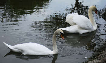 Swans