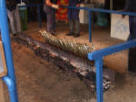 Mackerel being grilled over charcoal, an Oktoberfest speciality ( per kilo ( 47,50 ) 